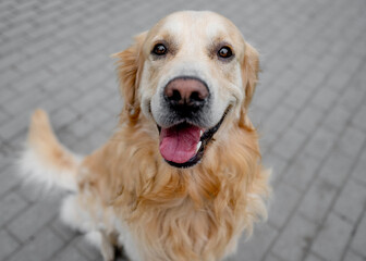 Sticker - Golden retriever dog outdoors