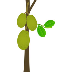 Wall Mural - Jackfruit fruit on a stem with leaves on a white background.