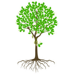 Wall Mural - Blooming jackfruit tree with roots on a white background.