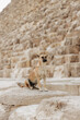 Stray dog sitting in front of the Great Pyramid of Giza