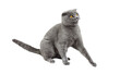 The gray cat was very frightened and wary. Isolate on the white background of a Scottish cat.