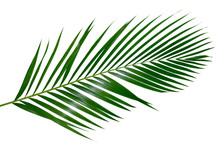 Palm Leaf, Palm, Coconut Leaf, Green Leaf, Isolated, Leaves Vine, Tropical, Tropic, Green, Green Leaves, Leaf Png, Png, Alpha Channel, Background, Branch, Bunch, Climbing, Clipping, Clipping Path, Clo