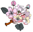 bouquet of flowers, Sakura or Japanese cherry blossom isolate background. Hand drawn sakura branch.