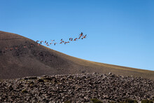 Flamingos Im Flug - Altiplano-Puno, Chile