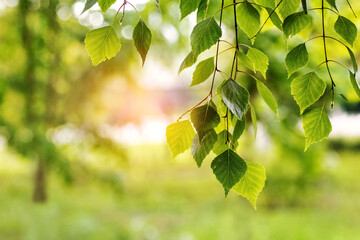 Canvas Print - Birch branch with young green leaves in the grove in sunlight