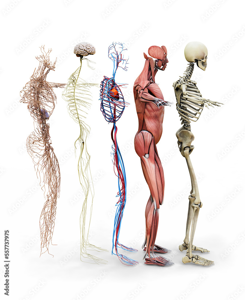 muscles, skeleton, circulatory, nervous and lymphatic systems Stock ...