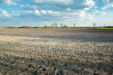 Wall Mural - Wild animal tracks in a plowed field, rural spring view