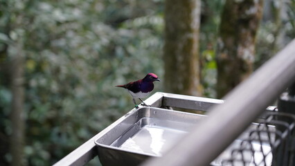 Wall Mural - Violet-backed Starling|Cinnyricinclus leucogaster|白腹紫椋鳥