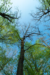 Wall Mural - Bottom view of the treetops on a spring day