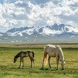 Wild horses in Kyrgyzstan nature green landscape with snowcapped mountains. Kyrgyzstan is a landlocked country located in central Asia, known for its rugged, mountainous terrain and grasslands.