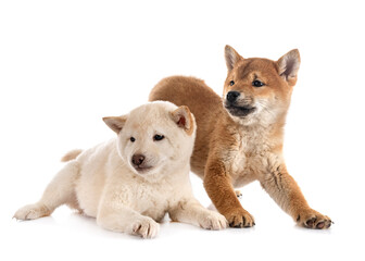 Canvas Print - young shiba inus in studio