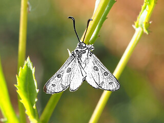 Wall Mural - Moth (Zygaena hilaris)