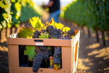 Harvesting Grapes In The Vineyard. Close Up Of Pinot Noir Grape Clusters In Boxes, Which Are Crimson And Black And Ready To Be Harvested To Make Wine. Generative AI