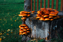 Orange Ringless Honey Mushrooms. Large Group Of Colorful Mushrooms Grown On A Stump Of A Log. Wonders Of Nature. Red And Orange Armillaria Tabescens. Edible Mushrooms.