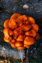 Orange Ringless Honey Mushrooms. Large Group Of Colorful Mushrooms Grown On A Stump Of A Log. Wonders Of Nature. Red And Orange Armillaria Tabescens. Edible Mushrooms.