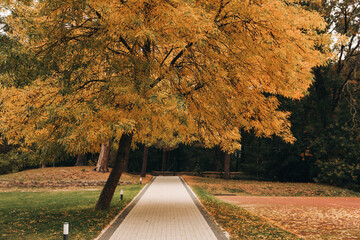 Wall Mural - Beautiful tree with yellow leaves in autumn park