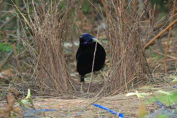 Male Australian Satin Bowerbird building bower with sticks