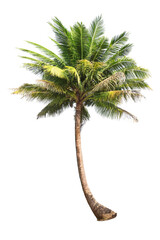 Wall Mural - isolated coconut tree on white background low-cost coconut trees are the economic crops of thailand,
