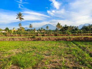 Tobacco plants in rice field with beautiful view of mount rinjani