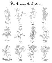 Birth Month Flowers Set. Line Art Illustrations On Transparent Background. PNG. Snowdrop, Iris, Tulip, Daisy, Larkspur, Rose, Peony, Cosmos, Morning Glory Hand Drawn Black Ink Sketch. 