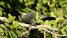 Comoros Blue Pigeon Alectroenas Sganzini On Tree, Close Up
 Aldabra Atoll, Indian Ocean, 2022
