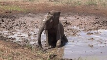 African Elephant Calf In Mud Bath, South Africa, 2023
 Tarangire National Park, Tanzania, 2023
