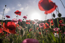 Field Of Poppies