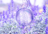 Fototapeta Sypialnia - purple bubble on lavender field background