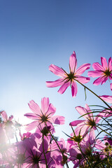 Purple-pink cosmos flower under the afternoon sunlight Taken at a backlit angle, the petals are clear and thin, suitable for a vertical background.