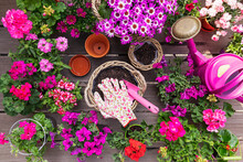 Various Pink Summer Flowers Cultivated In Wicker Baskets And Terracottaflower Pots