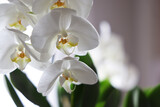 Fototapeta Storczyk - Orchidea bianca (phalaenopsis), still life di fiori e foglie isolate su fondo neutro