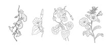 Morning Glory September Birth Month Flowers Set. Botanical Petunia Line Art Illustration, Transparent  Background. PNG. Modern Floral Minimalist Design For Wall Art, Card, Tattoo, Logo