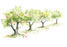 Apple Orchard. Watercolor Illustration, Trees With Ripe Fruit.