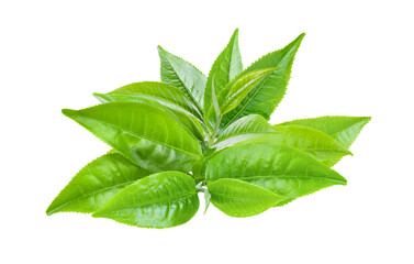 Wall Mural - green tea leaf isolated on transparent png