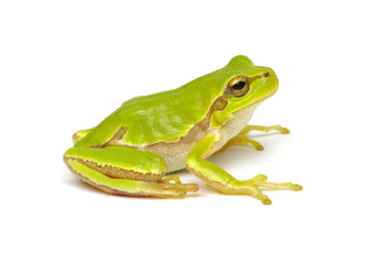 Green tree frog isolated on white