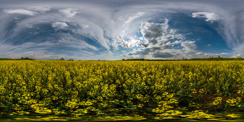Wall Mural - full seamless spherical 360 hdri panorama view among rapeseed canola colza fields in spring day with blue sky with clouds in equirectangular projection, ready for VR AR virtual reality content
