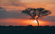 im Sonnenuntergang in Serengeti