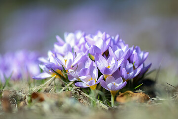 Sticker - Blooming plant Crocus in the park