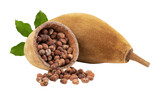 Baobab and seeds on transparent background.