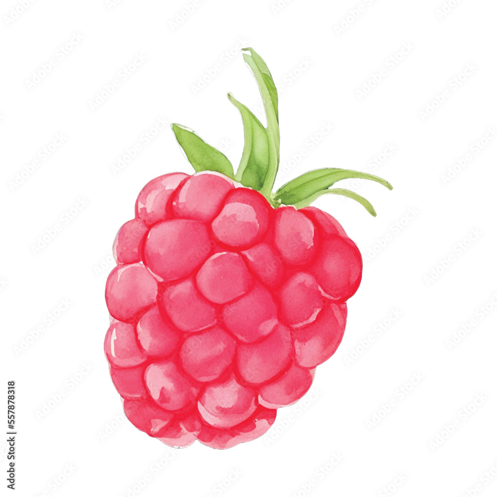 raspberry hand drawn with watercolor painting style illustration Stock ...