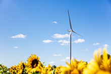 Wind Turbine In The Field Of Sunflowers