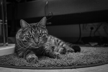 Wall Mural -  portrait of a gray tabby domestic cat lying on the floor in black and white