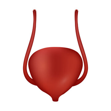 Fototapete - Urinary Bladder of human . Urological system . Realistic design . Isolated . Vector illustration .