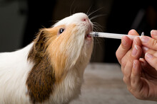 Veterinarian In The Clinic Gives Guinea Pig Vitamins From Syringe