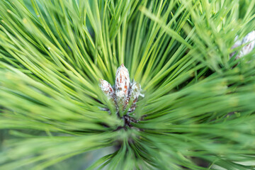 Branches of spruce forest nature landscape. Christmas background symbol of the holiday evergreen tree with needles. Low depth of field