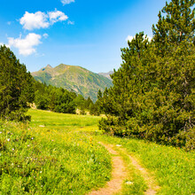 A Picturesque Mountain Landscape With A Green Meadow, Pine Trees And A Footpath.