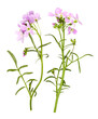 Cuckooflower with flowers, transparent background