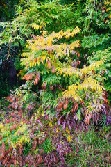 Poster - Colorful winter tropical tree leaf