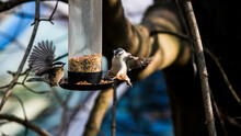 Black Capped Chickadee And White Breasted Nuthatch At Bird Feeder