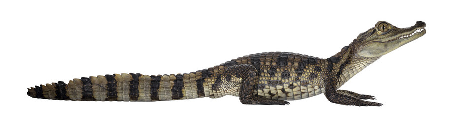 Aufkleber - Young, one year old Spectacled Caiman crocodile, standing side ways. Mouth closed. Isolated cutout on transparent background.